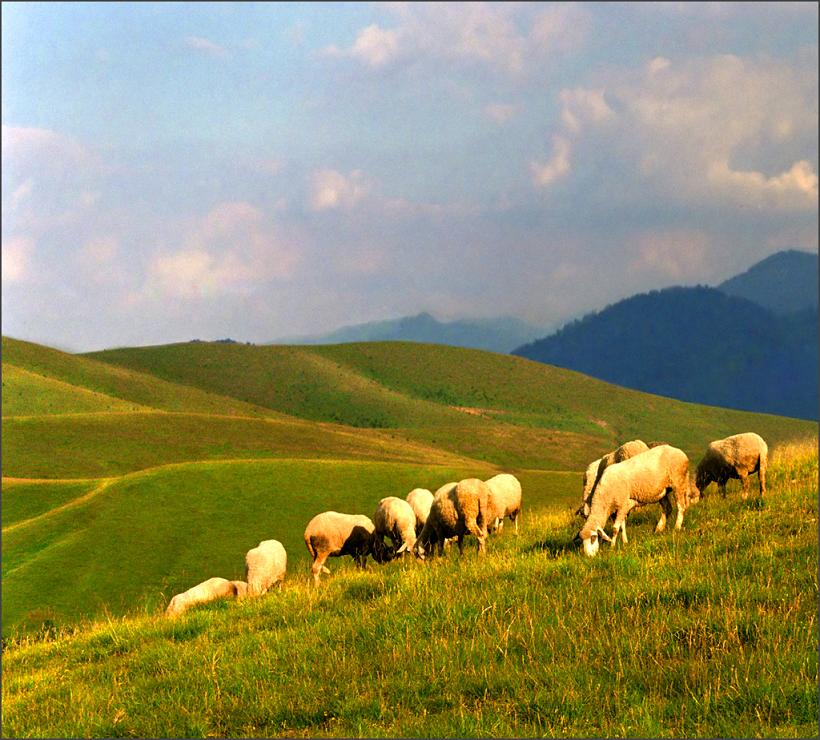 Zlatibor ovce